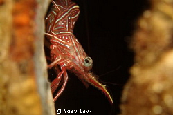 Candy shrimp
sony rx100 by Yoav Lavi 